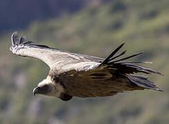 Griffon Vulture