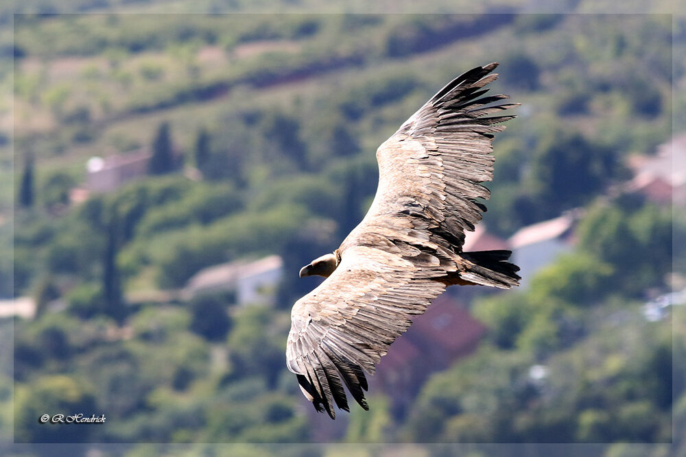 Griffon Vulture