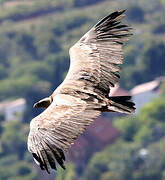 Griffon Vulture