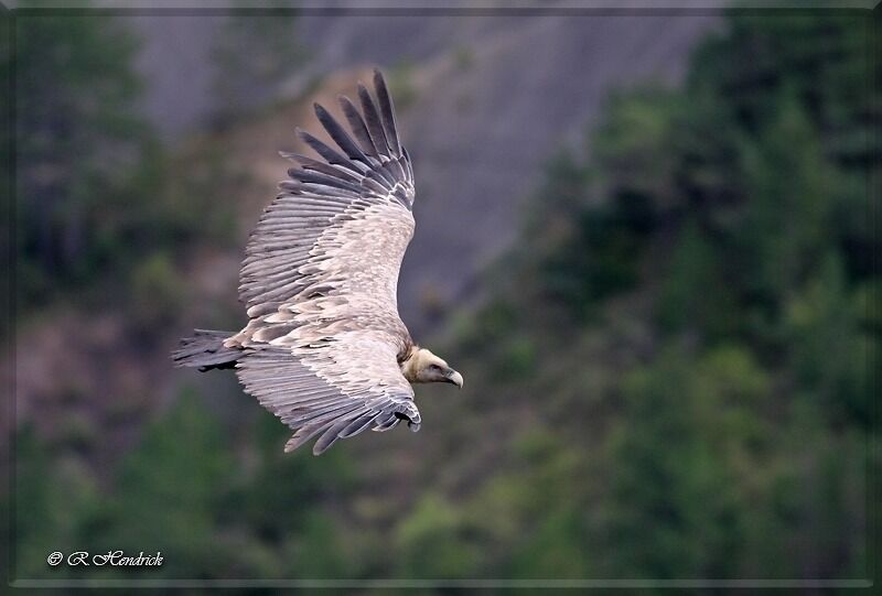 Griffon Vulture