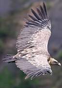 Griffon Vulture