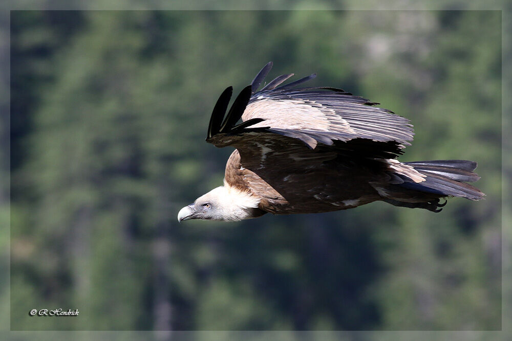 Griffon Vulture