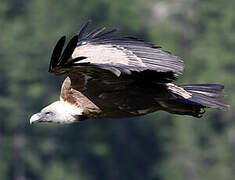 Griffon Vulture