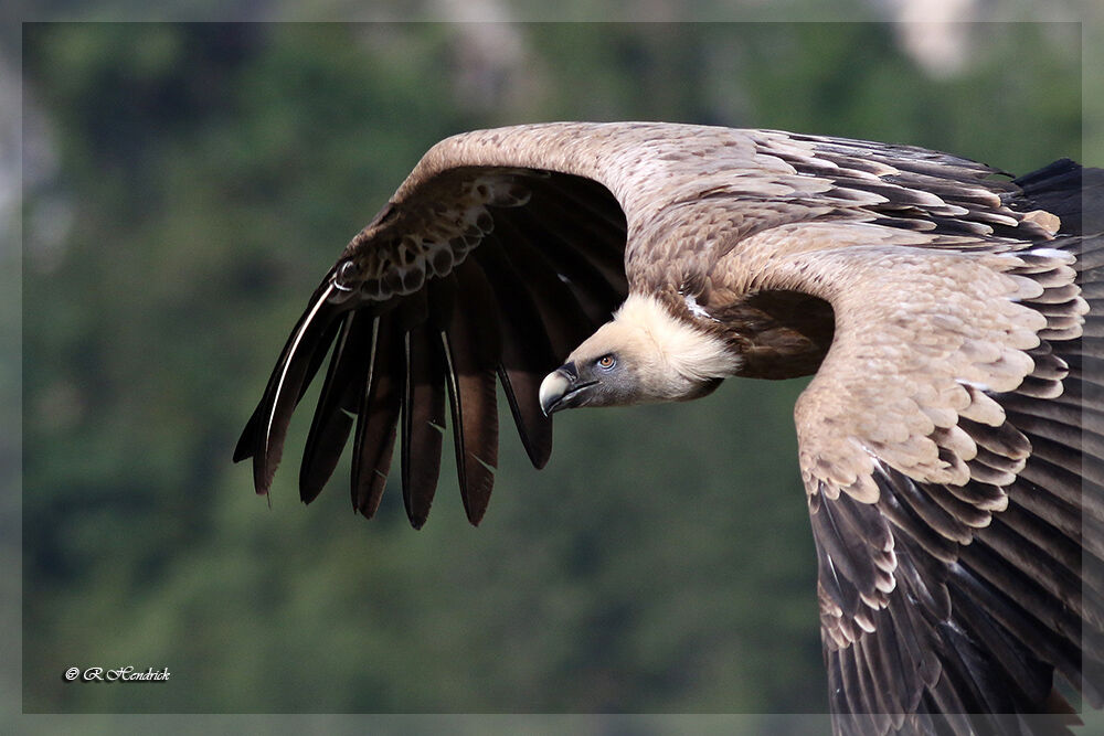 Griffon Vulture