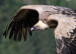 Griffon Vulture