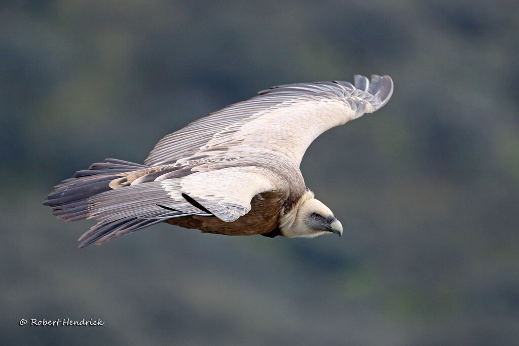 Griffon Vulture
