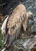 Griffon Vulture