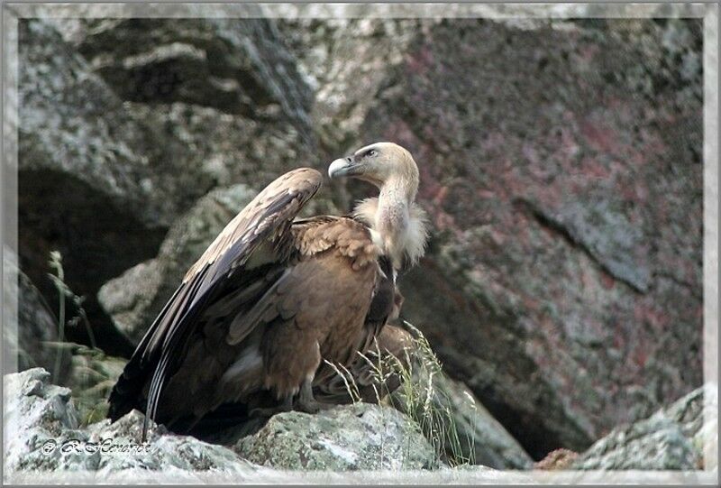 Griffon Vulture