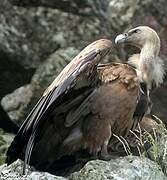 Griffon Vulture