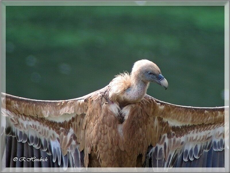 Griffon Vulture