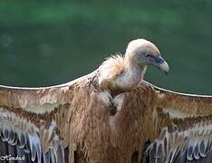 Griffon Vulture