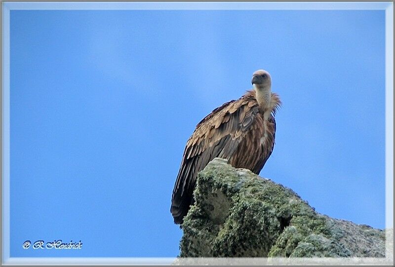 Griffon Vulture