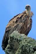 Griffon Vulture