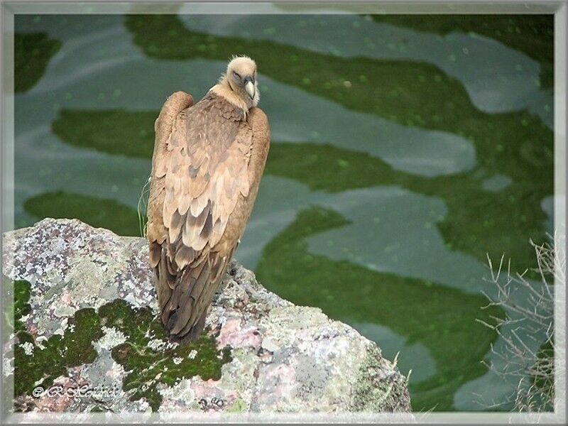 Griffon Vulture