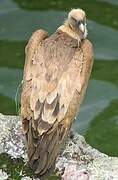 Griffon Vulture