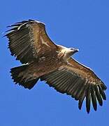 Griffon Vulture