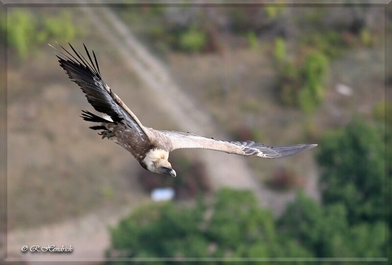 Griffon Vulture