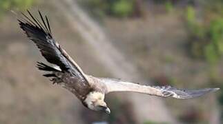 Griffon Vulture