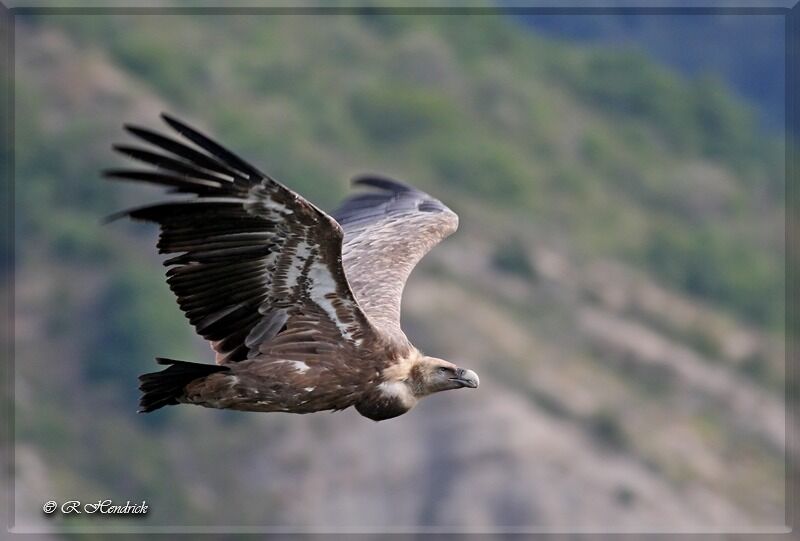 Griffon Vulture