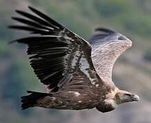 Griffon Vulture