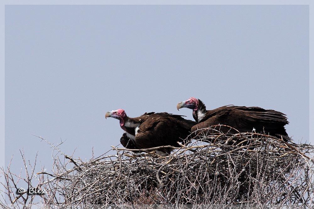 Lappet-faced Vulture