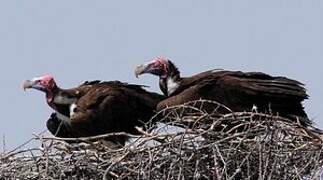 Lappet-faced Vulture