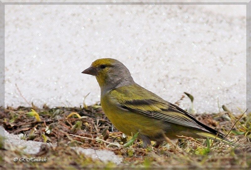 Citril Finch