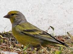 Citril Finch