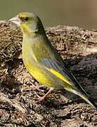 European Greenfinch