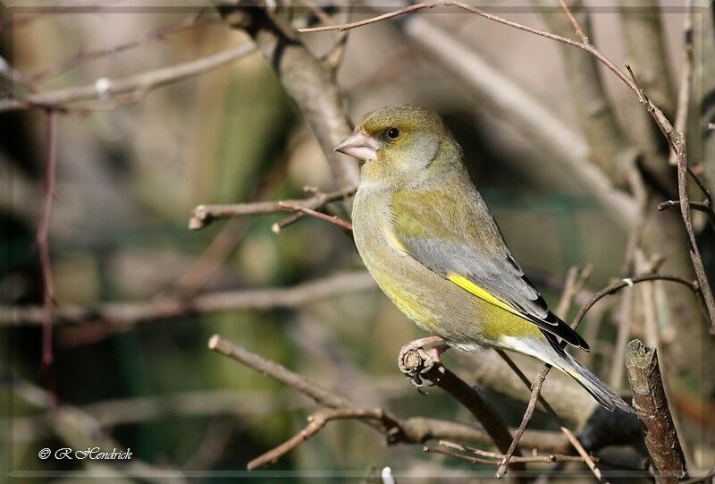 European Greenfinch