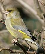 European Greenfinch