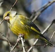 European Greenfinch