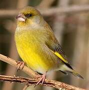 European Greenfinch