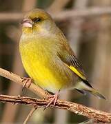 European Greenfinch