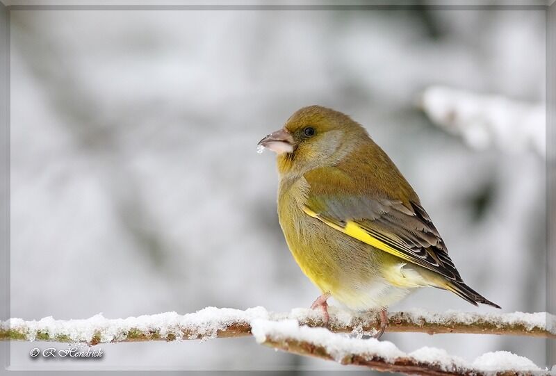 European Greenfinch