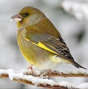 European Greenfinch