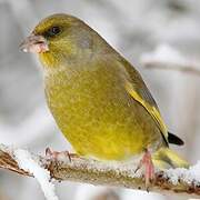 European Greenfinch