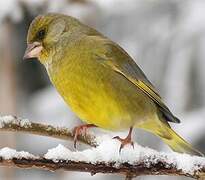 European Greenfinch