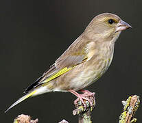 European Greenfinch