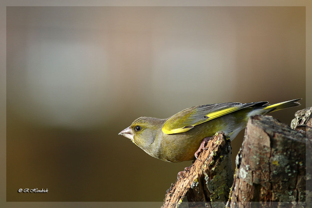 European Greenfinch