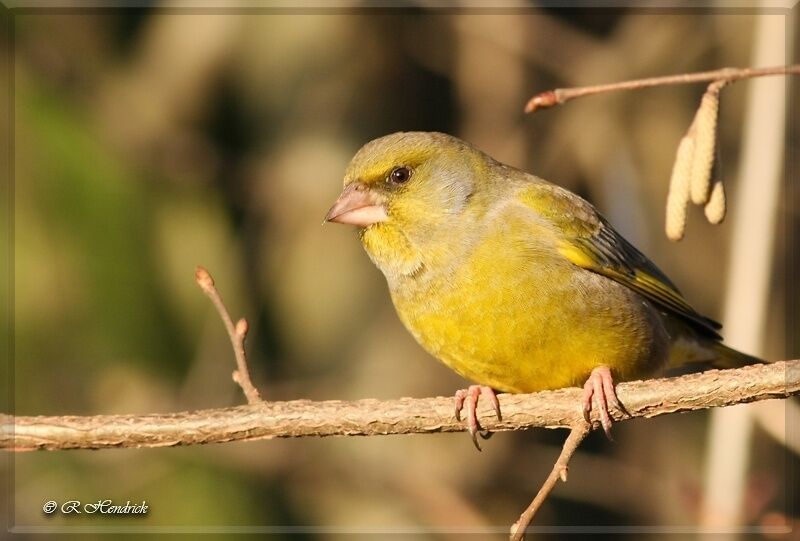 European Greenfinch