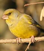 European Greenfinch