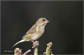 European Greenfinch