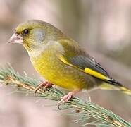 European Greenfinch