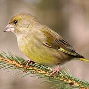 European Greenfinch