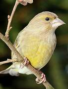 European Greenfinch