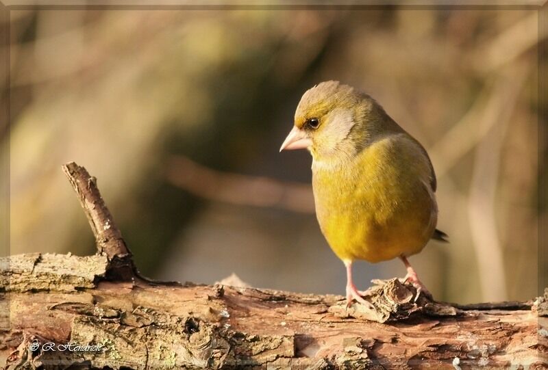 European Greenfinch