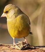 European Greenfinch