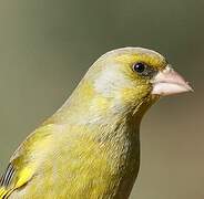 European Greenfinch