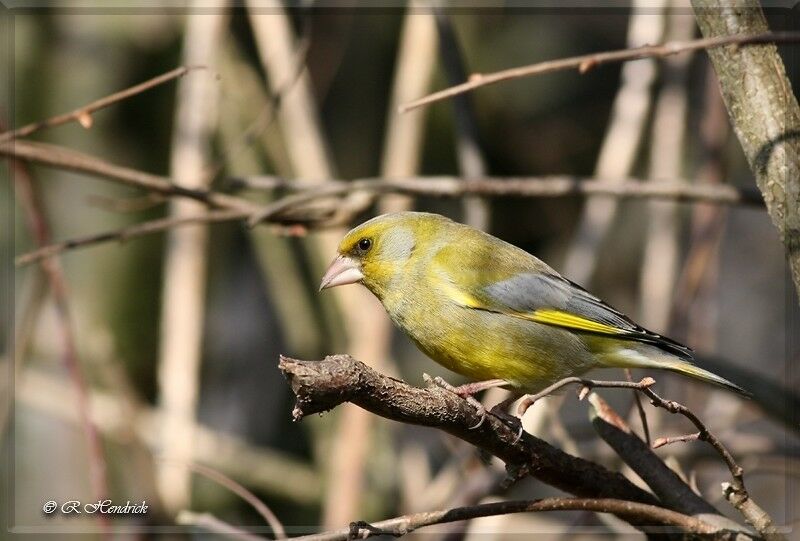 European Greenfinch